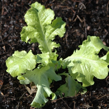 Salad Bowl - Lettuce Salad Bowl - Lettuce