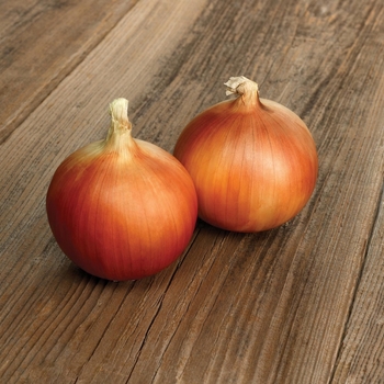 Onion - Spanish Onion Onion - Spanish Onion