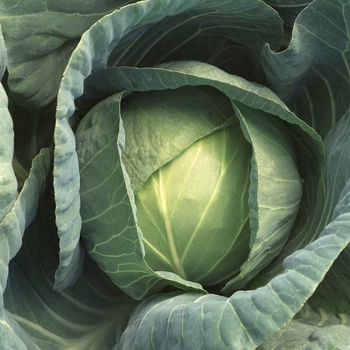 Late Flat Dutch - Cabbage Late Flat Dutch - Cabbage