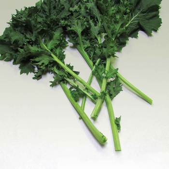 Dwarf Siberian - Kale Dwarf Siberian - Kale