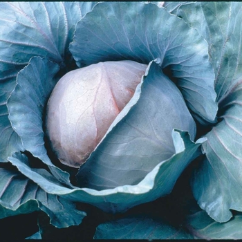 Ruby Perfection - Cabbage Ruby Perfection - Cabbage