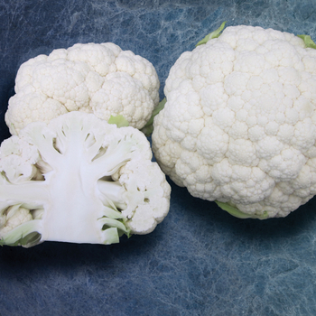 Snowball - Cauliflower Snowball - Cauliflower