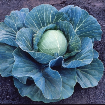 Stonehead - Cabbage Stonehead - Cabbage
