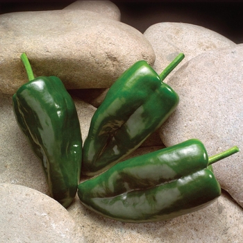 Hot Pepper - Poblano Pepper Hot Pepper - Poblano Pepper