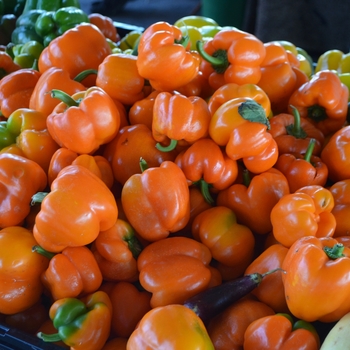 Sweet Peppers - Orange Bell Pepper Sweet Peppers - Orange Bell Pepper