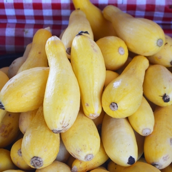 Early Summer - Squash Early Summer - Squash