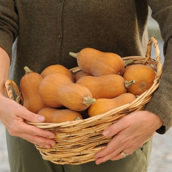 Winter Squash - 'Honeynut' Butternut Squash Winter Squash - 'Honeynut' Butternut Squash