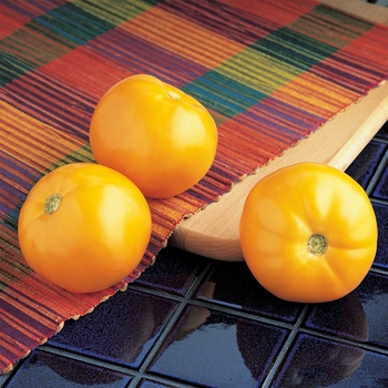 Tomato - Carolina Gold Yellow Tomato Tomato - Carolina Gold Yellow Tomato