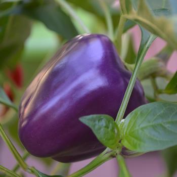 Sweet Pepper - Purple Bell Pepper Sweet Pepper - Purple Bell Pepper