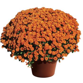 Chrysanthemum grandiflorum - 'Homerun™ Orange' Garden Mum Chrysanthemum grandiflorum - 'Homerun™ Orange' Garden Mum