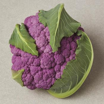 Brassica oleracea - Purple Cauliflower Brassica oleracea - Purple Cauliflower