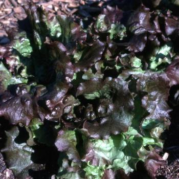 Red Sails - Lettuce Red Sails - Lettuce