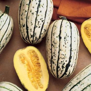 Winter Squash - Delicata Squash Winter Squash - Delicata Squash