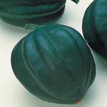Table Ace - Squash Table Ace - Squash