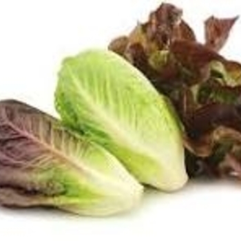 Romaine Mix - Lettuce Romaine Mix - Lettuce