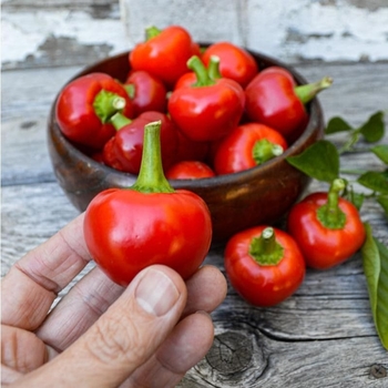 Hot Red Cherry - Pepper Hot Red Cherry - Pepper