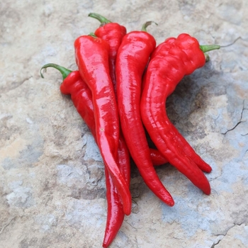 Hot Portugal - Pepper Hot Portugal - Pepper