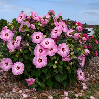 Various Colors - Cold Hardy Hibiscus Various Colors - Cold Hardy Hibiscus