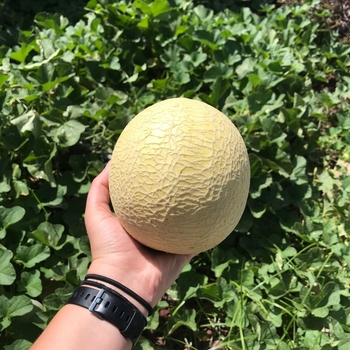 Personal Sized - SUGAR CUBE MELON Personal Sized - SUGAR CUBE MELON