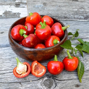 Hot Peppers - Red Cherry Pepper Hot Peppers - Red Cherry Pepper