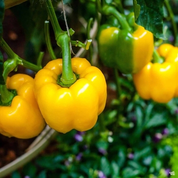 Sweet Pepper - Yellow Bell Pepper Sweet Pepper - Yellow Bell Pepper