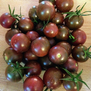 Tomato - Chocolate Cherry Tomatoes Tomato - Chocolate Cherry Tomatoes
