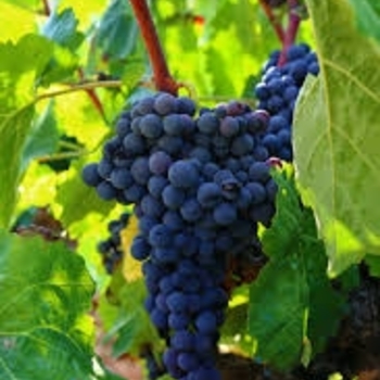 Seedless Grapes - Lakemont Blue Grapes Seedless Grapes - Lakemont Blue Grapes