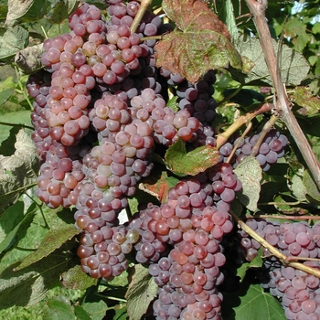 Seedless Grapes - Lakemont Red Grapes Seedless Grapes - Lakemont Red Grapes
