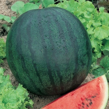 Sugar Baby - Watermelon Sugar Baby - Watermelon