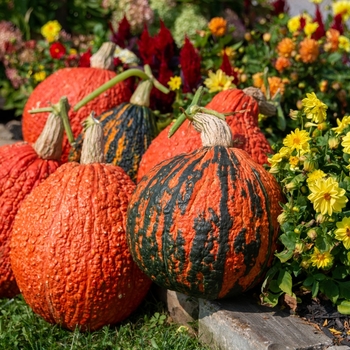 Pumpkins - Warty Sunset Pumpkins - Warty Sunset