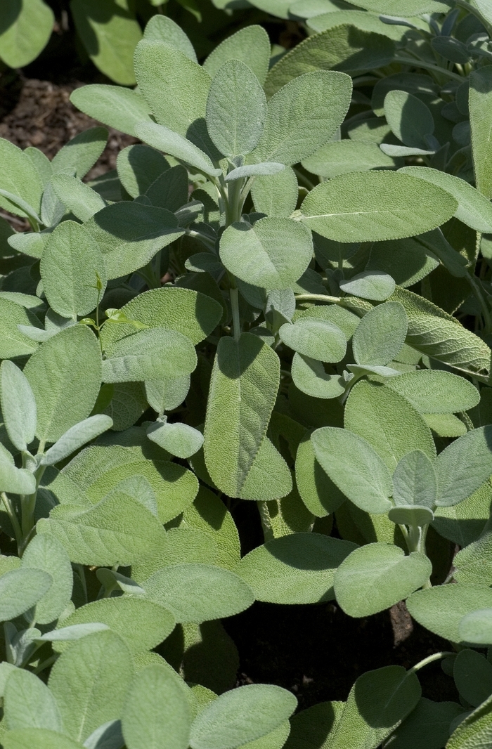 'Berggarten' Sage - Salvia officinalis from Delukes Gardencenter