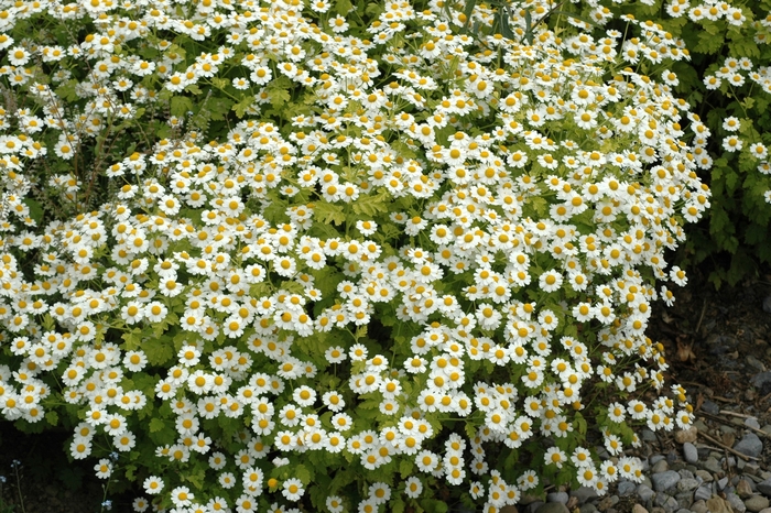 German Chamomile - Matricaria recutita from Delukes Gardencenter