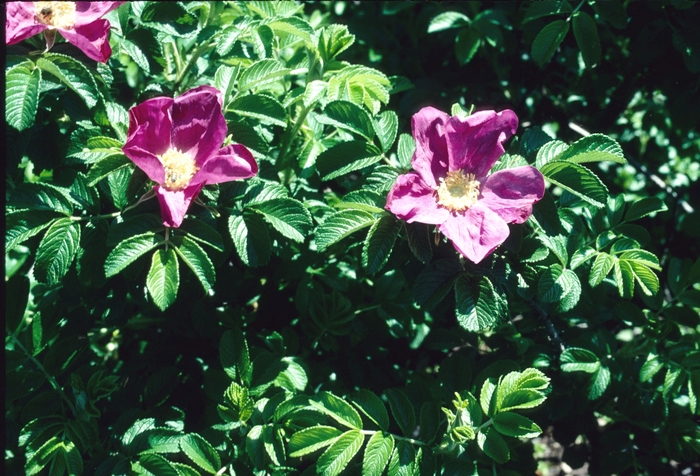 Shrub Rose - Rosa rugosa from Delukes Gardencenter