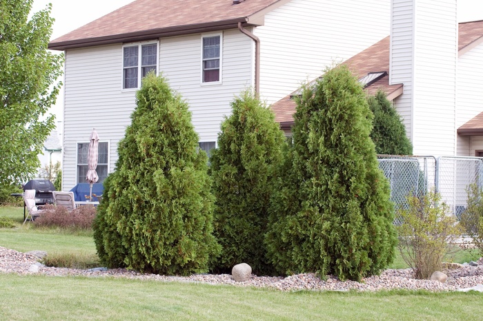 'Nigra' Arborvitae - Thuja occidentalis from Delukes Gardencenter