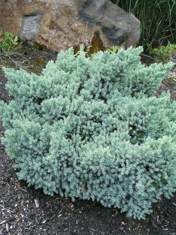 'Blue Star' Juniper - Juniperus squamata from Delukes Gardencenter