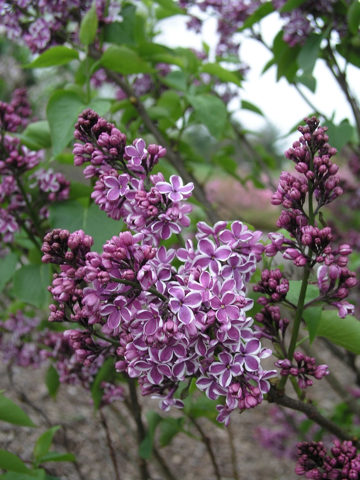 'Sensation' Lilac - Syringa vulgaris from Delukes Gardencenter