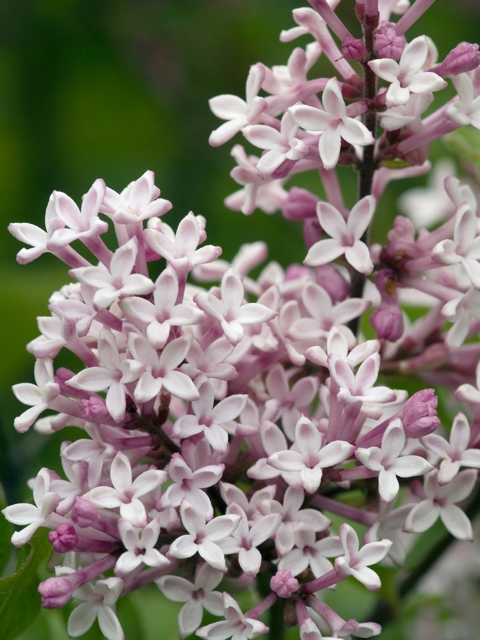 'Miss Kim' Lilac - Syringa pubescens ssp. patula from Delukes Gardencenter
