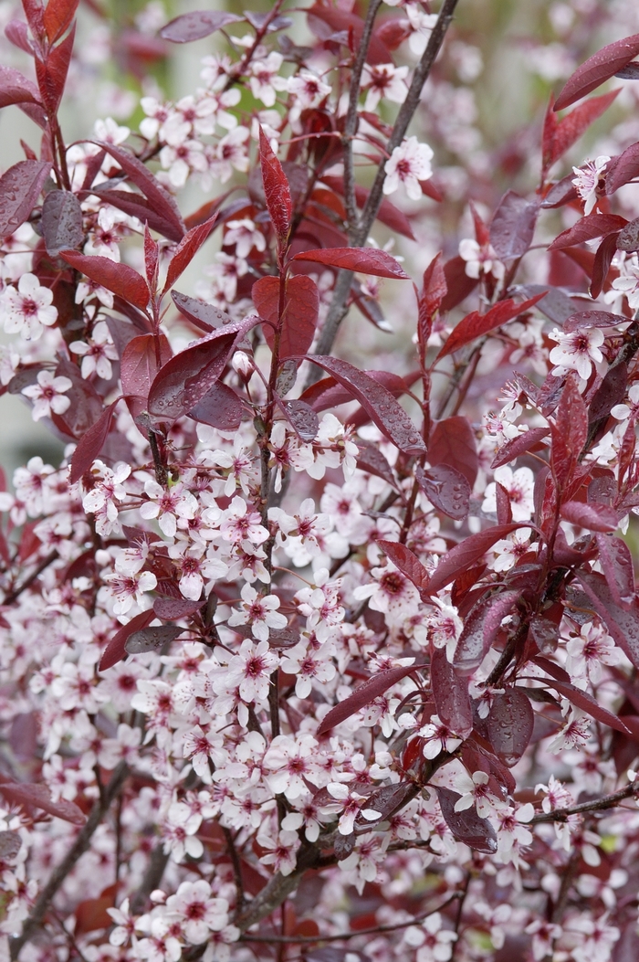 Purpleleaf Sand Cherry - Prunus x cistena from Delukes Gardencenter