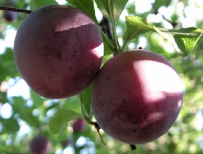 Plums - Fruit from Delukes Gardencenter