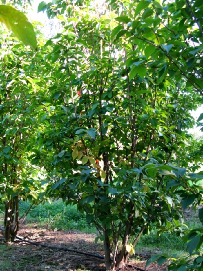 'Ivory Silk' Japanese Tree Lilac - Syringa reticulata from Delukes Gardencenter