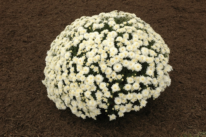 ''Nazimi White'' Garden Mum - Chrysanthemum x morifolium from Delukes Gardencenter