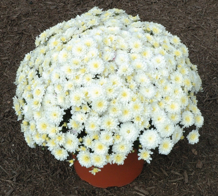 ''Jacqueline™ Pearl'' Garden Mum - Chrysanthemum x morifolium from Delukes Gardencenter