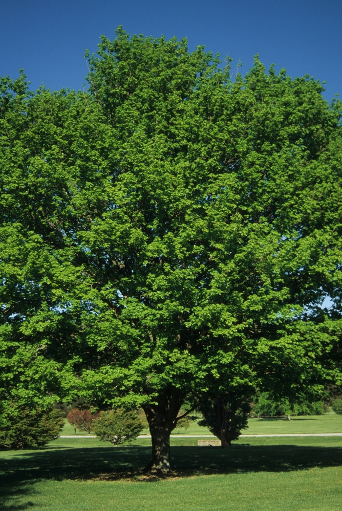 Sugar Maple - Acer saccharum from Delukes Gardencenter