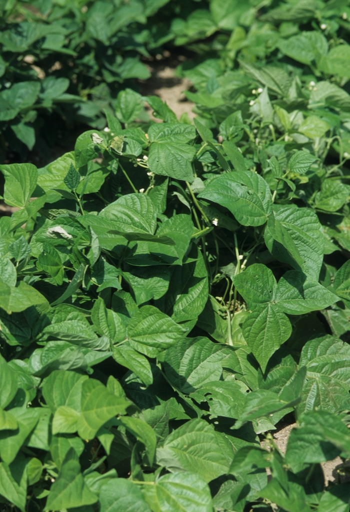 Beans - Blue Lake Pole from Delukes Gardencenter