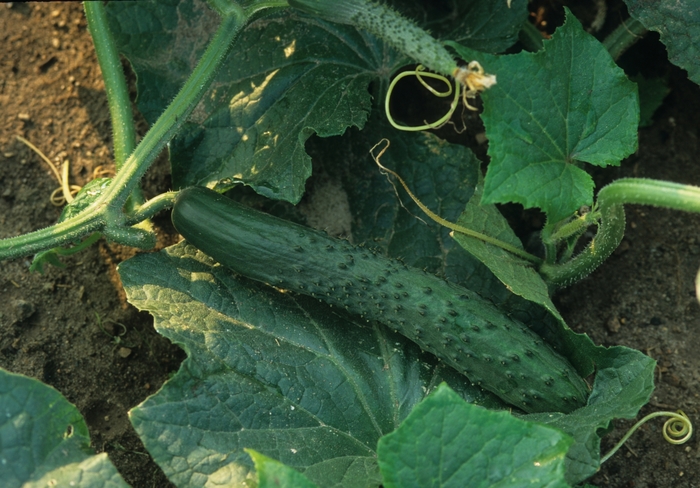 Cucumber - Burpless from Delukes Gardencenter