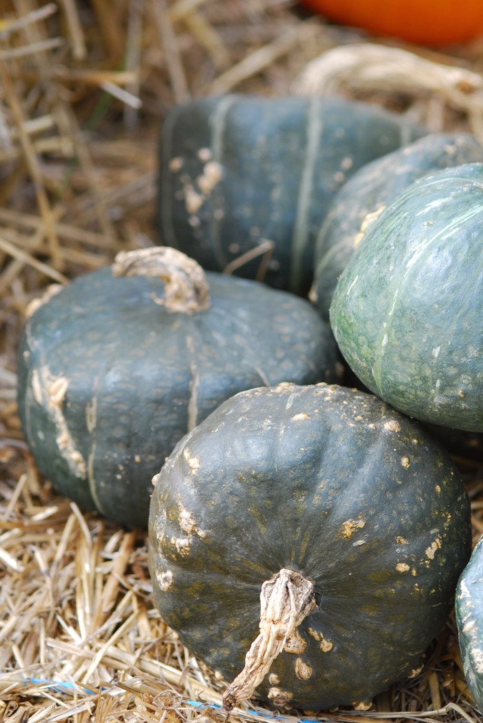 Squash - Buttercup from Delukes Gardencenter
