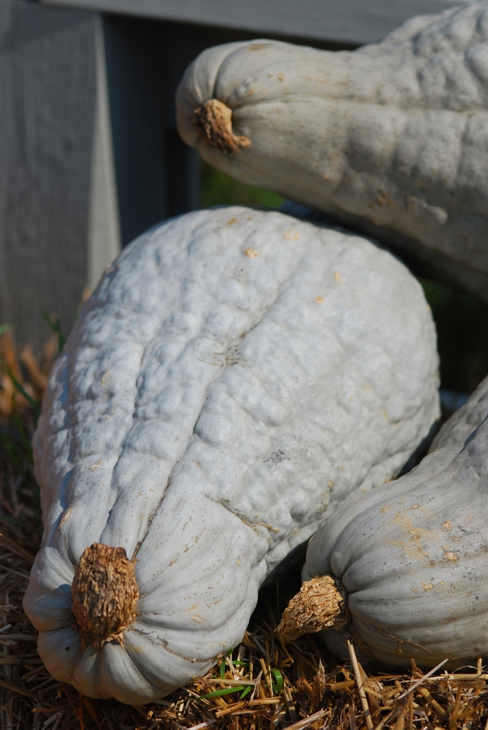 Squash - Hubbard from Delukes Gardencenter