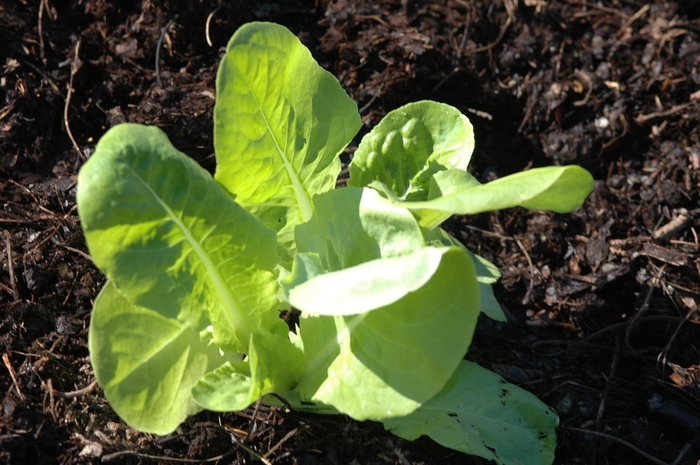 Lettuce - Buttercrunch from Delukes Gardencenter