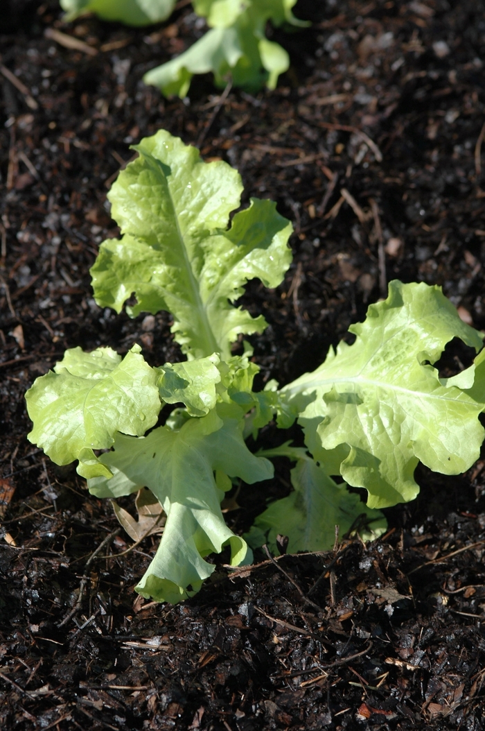 Lettuce - Salad Bowl from Delukes Gardencenter