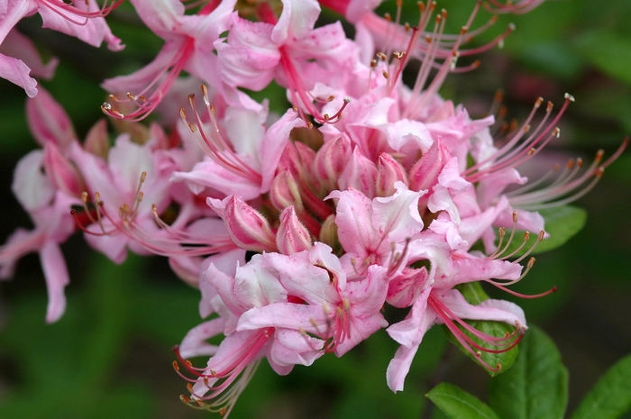 'Northern Hi-Lights' Azalea - Rhododendron Northern Light hybrid from Delukes Gardencenter